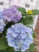 Mavi İthal Ortanca (Hydrangea macrophylla) - Renkli ve Gösterişli Çiçekli Bitki - 2