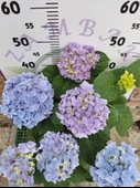 Mavi İthal Ortanca (Hydrangea macrophylla) - Renkli ve Gösterişli Çiçekli Bitki - 3