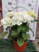 Beyaz İthal Ortanca (Hydrangea macrophylla) - Renkli ve Gösterişli Çiçekli Bitki - 1