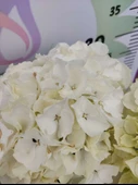 Beyaz İthal Ortanca (Hydrangea macrophylla) - Renkli ve Gösterişli Çiçekli Bitki - 3