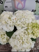 Beyaz İthal Ortanca (Hydrangea macrophylla) - Renkli ve Gösterişli Çiçekli Bitki - 2