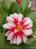 2 Adet farklı renkli Yıldız Çiçeği (Dahlia) - Renkli ve Gösterişli Çiçekli Bitki - 6