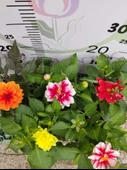2 Adet farklı renkli Yıldız Çiçeği (Dahlia) - Renkli ve Gösterişli Çiçekli Bitki - 1
