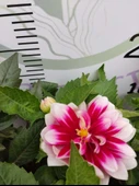 2 Adet farklı renkli Yıldız Çiçeği (Dahlia) - Renkli ve Gösterişli Çiçekli Bitki - 3