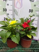 2 Adet farklı renkli Yıldız Çiçeği (Dahlia) - Renkli ve Gösterişli Çiçekli Bitki - 8