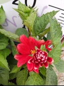 2 Adet farklı renkli Yıldız Çiçeği (Dahlia) - Renkli ve Gösterişli Çiçekli Bitki - 4