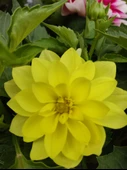 2 Adet farklı renkli Yıldız Çiçeği (Dahlia) - Renkli ve Gösterişli Çiçekli Bitki - 5