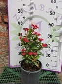 Kırmızı Dikenler Tacı (Euphorbia milii) - Dayanıklı ve Gösterişli iç mekan süs bitkisi - 1