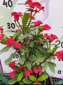 Kırmızı Dikenler Tacı (Euphorbia milii) - Dayanıklı ve Gösterişli iç mekan süs bitkisi - 2