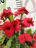 Kırmızı Dikenler Tacı (Euphorbia milii) - Dayanıklı ve Gösterişli iç mekan süs bitkisi - 4