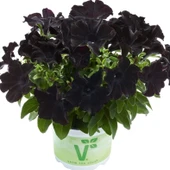 Petunia Atkinsiana Back To Black Siyah Petunya Çiçeği Fidesi (1 Adet) - 1