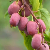 Geleneksel Soğuklara Dayanıklı  Kivi Actinidia Arguta Ken's Red Kırmızı Kivi Fidanı - 2