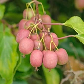 Geleneksel Soğuklara Dayanıklı  Kivi Actinidia Arguta Ken's Red Kırmızı Kivi Fidanı - 3