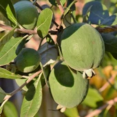 Birden Fazla Aromalı  Kaymak Ağacı Feijoa Fidanı Seneye Meyve Verir Durumda - 2