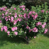 Tüplü Soğuğa Dayanıklı Hibiscus Syriacus Flogi Pembe Renk Hatmi Çiçeği Fidanı - 1