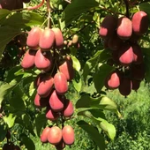 Geleneksel Soğuklara Dayanıklı  Kivi Actinidia Arguta Ken's Red Kırmızı Kivi Fidanı - 4
