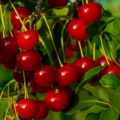 Seneye Meyve Verebilir Durumda  Yarı Bodur Kütahya Vişne Fidanı thumbnail 3