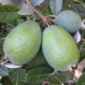 Birden Fazla Aromalı  Kaymak Ağacı Feijoa Fidanı Seneye Meyve Verir Durumda - 1
