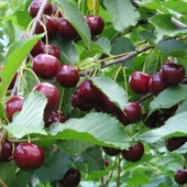 Seneye Meyve Verebilir Durumda  Yarı Bodur Kütahya Vişne Fidanı thumbnail 2