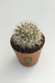 Mammillaria Hahniana Nadir Tür Kaktüs 5.5 cm Saksida - 3