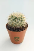 Mammillaria Hahniana Nadir Tür Kaktüs 5.5 cm Saksida - 1