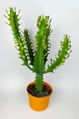 Süt ağacı kaktüsü Euphorbia Trigona Mint Cream 70 cm büyük boy yeşil Afrika süt kaktüsü - 1