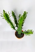 Süt ağacı kaktüsü Euphorbia Trigona Mint Cream 70 cm büyük boy yeşil Afrika süt kaktüsü - 3