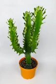Süt ağacı kaktüsü Euphorbia Trigona Mint Cream 70 cm büyük boy yeşil Afrika süt kaktüsü - 2