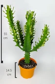 Süt ağacı kaktüsü Euphorbia Trigona Mint Cream 70 cm büyük boy yeşil Afrika süt kaktüsü - 4