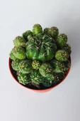 Bol yavrulu kaktüs Matucana Polzii kırmızı açan kaktüs 8.5 cm kır - 3