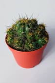 Çok yavrulu kaktüs Lobivia Maximiliana 8.5 cm kırmızı saksıda - 2