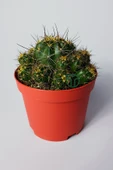 Çok yavrulu kaktüs Lobivia Maximiliana 8.5 cm kırmızı saksıda - 1