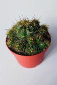 Çok yavrulu kaktüs Lobivia Maximiliana 8.5 cm kırmızı saksıda - 3