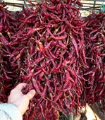 Çukurören Acı Cin Biberi Kurutulmuş(150 Yıllık Ata Tohumundan) x 3 Dizi (60 Adet) thumbnail 1