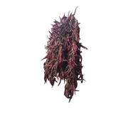 Çukurören Acı Cin Biberi Kurutulmuş(150 Yıllık Ata Tohumundan) x 3 Dizi (60 Adet) thumbnail 4