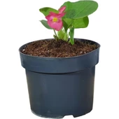 Begonya Şeker Pembe (Begonia Xsemperflorens) 10-20 cm thumbnail 1