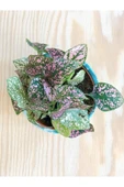 Hypoestes Hostes Çiçeği Pembe Yapraklı 10-15 Cm thumbnail 2