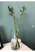 Jenisa Dekoratif Silindir Cam Bambu Canlı Kuru Çiçek Vazo 10x20 Cm - 1