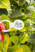 For You Model2 Krem Rengi İp Fitil Etiketi 100 Adet - 2