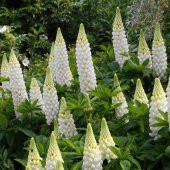White Sky Lupin Acı Bakla Çiçeği (30 tohum) - 1
