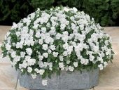 Viola Cornuta White  Perfection Menekşe Çiçeği Tohumu(100 tohum) thumbnail 1