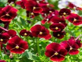 Viola Cornuta Arkwright Ruby Hercai Menekşe Çiçeği Tohumu(100 tohum) - 3