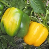 Bol Verimli 5 Adet Sarı Dolma Biber Fidesi - 2