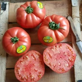 Çok Verimli 5 Adet Gülpembe Köy Domates Fidesi - 2