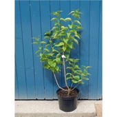 Bahar Çiçeği Leylak Fidanı (Syringa Chinensis) 40-50 cm - 2