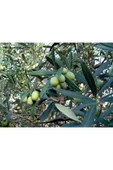 Zeytin Yaprak Gübresi 20 Kg - 2