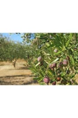 Zeytin Yaprak Gübresi 5 kg - 2
