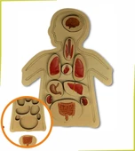 Ankebut Renkli Organlar Puzzle - 1