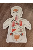 Ankebut Renkli Organlar Puzzle - 3