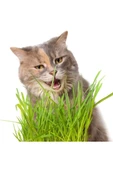 Hs Tarım Kedi Çimi Tohumu Paket Cat Grass - 2